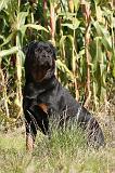 ROTTWEILER 160